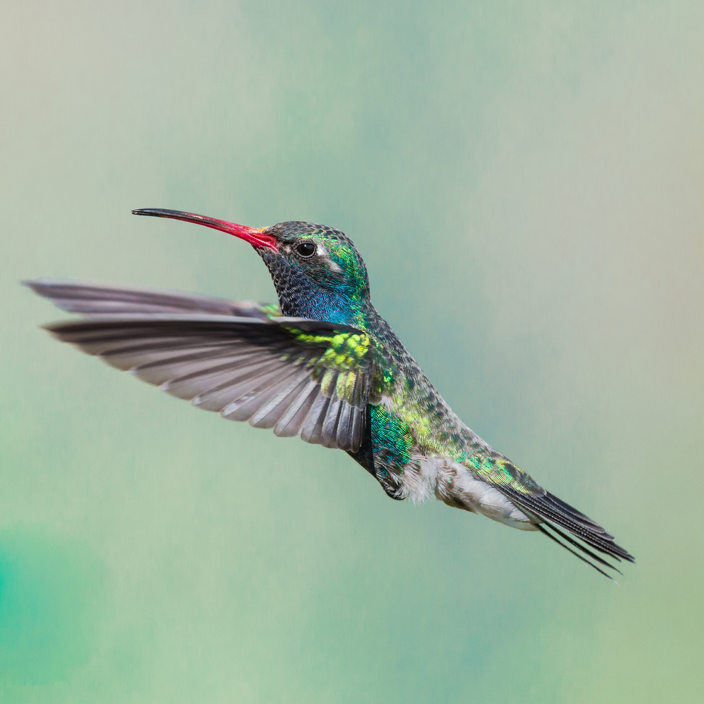 Google's Hummingbird algoritm