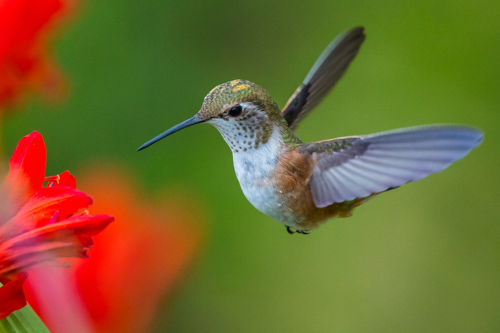 hummingbird algorithm