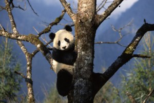 Panda 20 rolled out last week, and the algorithm update impacted 2.4 percent of queries.