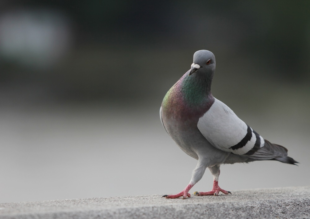 Pigeon local SEO algorithm