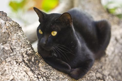 black cat with green eyes