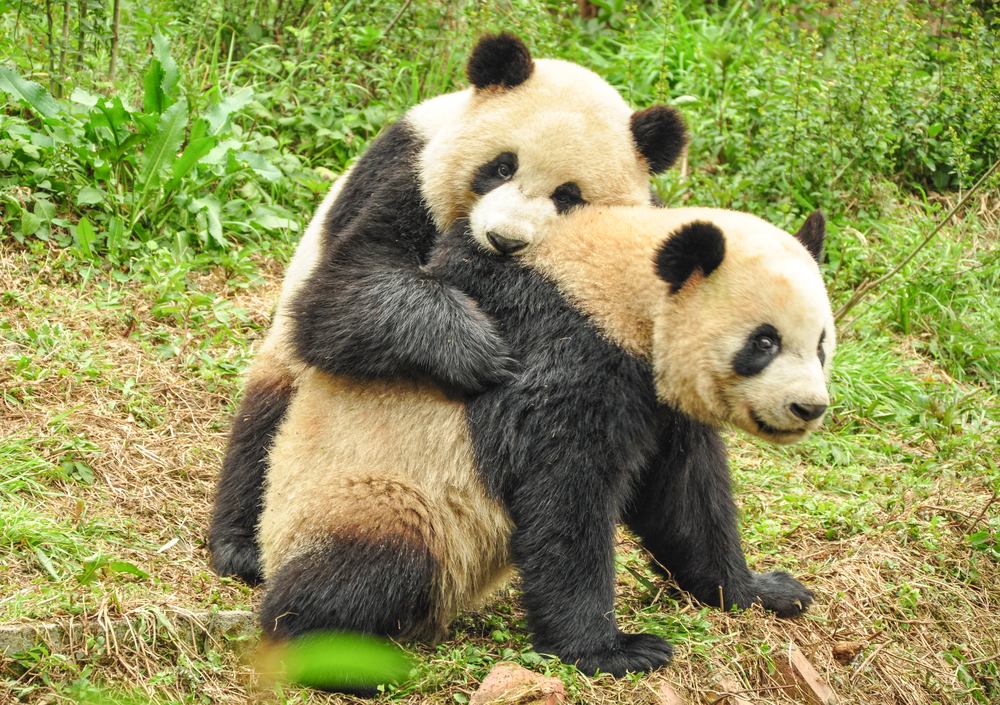 A new Panda update is expected to benefit SMBs.
