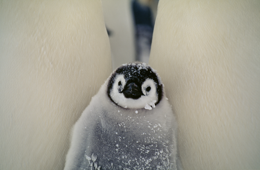 Google recently announced Penguin 1.2, the latest version of its spam-fighting technology.